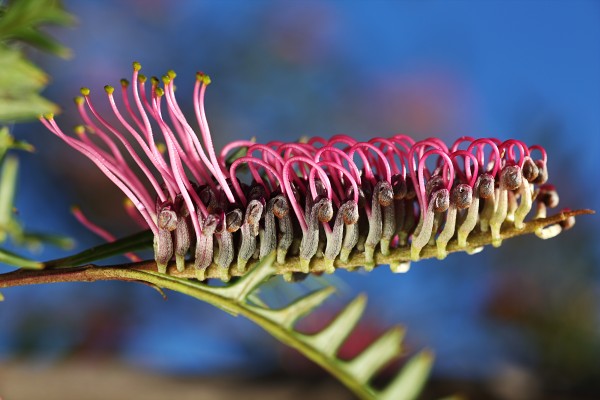 Diving Grevillea Flower by Joy Watson